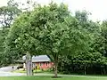 Habit of older tree