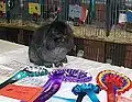 Steel Mini Lion Lop, bred by J. Bramley. BiS Adult Stock Show @ All Lop Show 2009