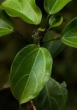 Foliage