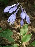 Hosta ventricosa