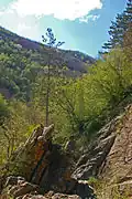 Habitat of Satyrus ferula (Val Noci, Genoa, Italy, about 500&nbsp;m&nbsp;a.s.l.)