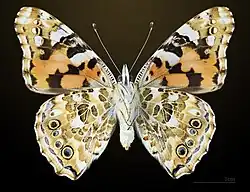 Ventral side
