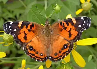 Vanessa virginiensis, American painted lady