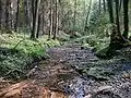 The sources of Varėnė river