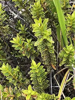 A small green hebe