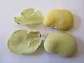 Seed of raw broad bean removed and set next to intact seed