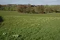 Typical views of the daffodil flowering area