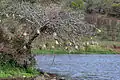 Nests, South Africa