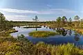 Viru Bog
