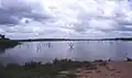 Trees in Lake Volta
