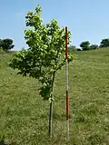 'Wingham' poor growth on chalk, 2&nbsp;m (6&nbsp;ft 7&nbsp;in) in 10 years