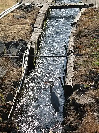 A large bluish-grey bird with a crooked neck and an orange bill wades in a water course perhaps 2 feet (0.61 meters) wide. The water, which passes under a wooden footbridge upstream of the bird, is confined by low wooden retaining walls.