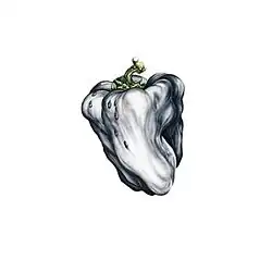 A white capsicum on a white background