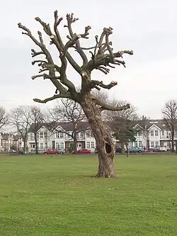 Same tree, after topping and pruning