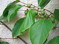 Actinidia arguta 'Weiki'
