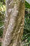 Trunk