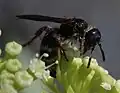 Colpa quinquecincta quinquecincta female