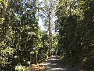 Forest in West Korora