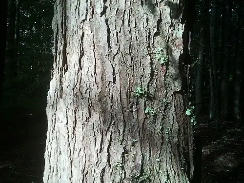 Bark