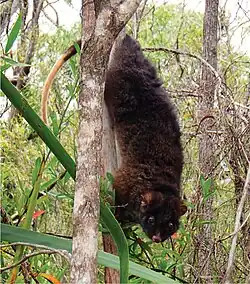 Brown possum