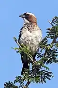 male P. m. pectoralis Matetsi Safari Area, Zimbabwe
