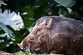 Wild boars. Like other wild animals they will avoid populated areas, but can be aggressive when encountered in their own territory.