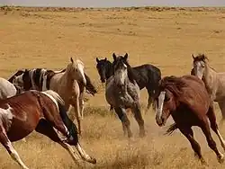 Wild Horses of Saylor Creek