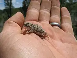 Pygmy short-horned lizard (Phrynosoma douglasii)
