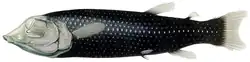 The eyes of Winteria telescopa differ slightly from those of other opisthoproctids by their more forward-pointing gaze.