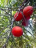 Fruit bunch