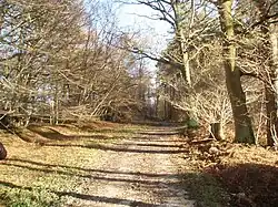 Plashett Park Wood