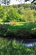 Woodland above the river Riccal