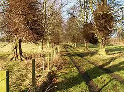 Woodland track heading towards Balcarres house from Colinsburgh.