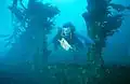 Submerged wrecks create artificial reef habitat