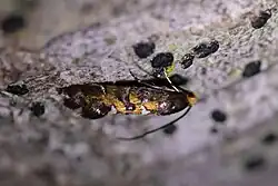 Adult