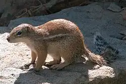 Brown squirrel