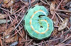 Caterpillar