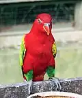 At Kuala Lumpur Bird Park