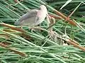 3）Feeding to child birds