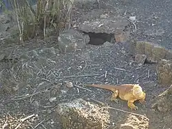 A breeding program in the Galapagos for Yellow Land Iguana living (pictured here living at the Charles Darwin Research Station, Puerto Ayora)