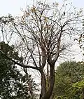 Cochlospermum religiosum flowering tree in Kolkata