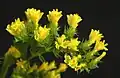Yellow statice flowers, close up from top
