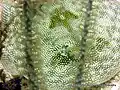 A yellow stingray behind a gorgonian.
