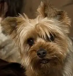 A Yorkshire Terrier, trimmed