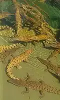 Saltwater crocodiles on display