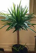 Young Yucca gigantea and Aloe vera kept as a houseplant