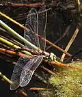 Female ovipositing