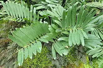 Cycads