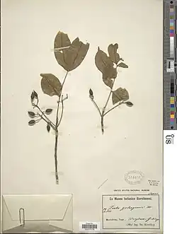 Zanha golungensis