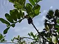 Fruits